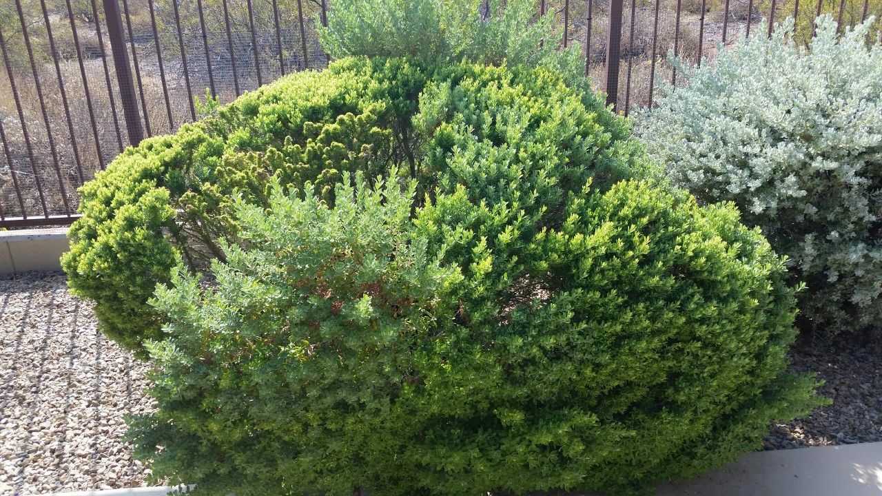 Witch's Broom, An Arizona Mystery Revisited